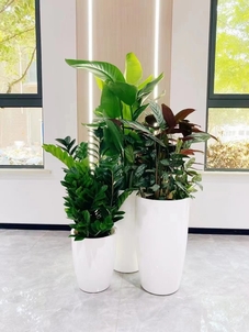 探秘前湾绿化养护之道，解锁绿色生态新密码